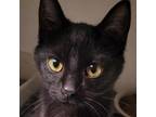 Adopt Remi a Domestic Short Hair