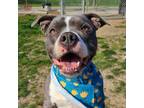 Adopt NEVAEH a Staffordshire Bull Terrier, Mixed Breed