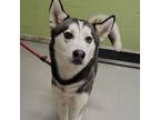 Adopt BLINKY a Siberian Husky