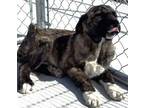 Adopt Roanoke a Mastiff, Mixed Breed