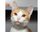 Adopt Firefly a Domestic Short Hair