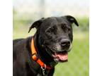 Adopt Holly a Black Labrador Retriever, Pit Bull Terrier