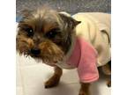 Adopt ON HOLD- BABY YO YO a Yorkshire Terrier