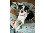 Adopt Presley a Border Collie