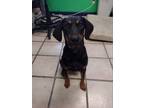 Adopt Rosa a Black and Tan Coonhound