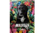 Adopt Maureen a Australian Shepherd