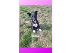 Adopt Miso a Border Collie, Australian Cattle Dog / Blue Heeler