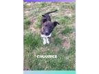 Adopt Chowder a Border Collie, Australian Cattle Dog / Blue Heeler