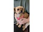 Adopt Toni a Yorkshire Terrier
