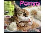 Adopt Ponyo a Domestic Short Hair