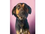 Adopt Jane a Hound