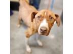 Adopt Buttercup ~ so sad! ~ a Pit Bull Terrier, Mixed Breed