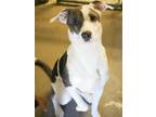 Adopt Chloe a Catahoula Leopard Dog, Mixed Breed