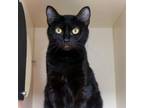 Adopt Crystal a Domestic Short Hair