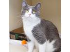 Adopt Shadow a Domestic Short Hair