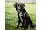 Adopt Luna a Border Collie, Flat-Coated Retriever