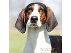 Adopt Kimmy a Coonhound