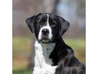 Adopt Milady a Great Dane