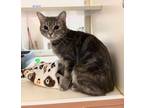 Adopt Echo a Domestic Short Hair