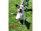 Adopt Cookie a Australian Cattle Dog / Blue Heeler, Pit Bull Terrier