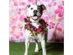 Adopt Lilly a Boxer