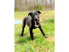 Adopt Ditsy a Labrador Retriever, Border Collie