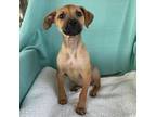Adopt Doll House a Black Mouth Cur