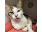 Adopt SNOOKIE a Domestic Short Hair