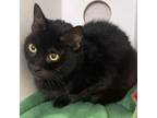 Adopt SLINKY a Domestic Medium Hair