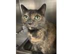 Adopt Potsi a Domestic Short Hair, Dilute Tortoiseshell