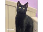 Adopt Fluffles a Domestic Short Hair