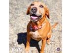 Adopt Bella a Mixed Breed