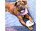 Adopt Zoey a Mixed Breed, Boxer