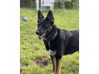 Adopt Scarlett (FKA Melinda) a German Shepherd Dog, Mixed Breed