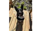 Adopt Scarlett (FKA Melinda) a German Shepherd Dog, Mixed Breed