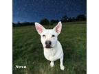 Adopt Nova a Terrier, Mixed Breed