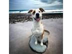 Adopt Bailey a Great Dane, Terrier