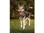 Adopt PRINCESS a German Shepherd Dog, Mixed Breed