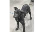 Adopt SMOKE a Cane Corso, Mixed Breed