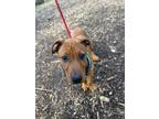 Adopt Windy a Doberman Pinscher