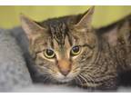 Adopt Finny a Domestic Short Hair