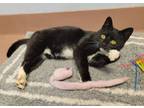 Adopt Minnie a Domestic Short Hair