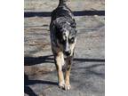 Adopt Maxine a Husky, Catahoula Leopard Dog