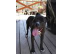 Adopt Amora a American Staffordshire Terrier, Pit Bull Terrier
