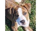 Adopt Spring a American Staffordshire Terrier