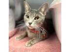 Adopt Stella Leigh a Domestic Short Hair