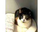 Adopt Tawny a Domestic Short Hair