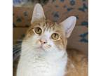 Adopt Butter a Domestic Short Hair