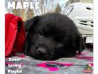 Adopt Maple a German Shepherd Dog