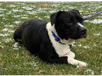 Adopt Mercedes a Black Labrador Retriever, Boxer